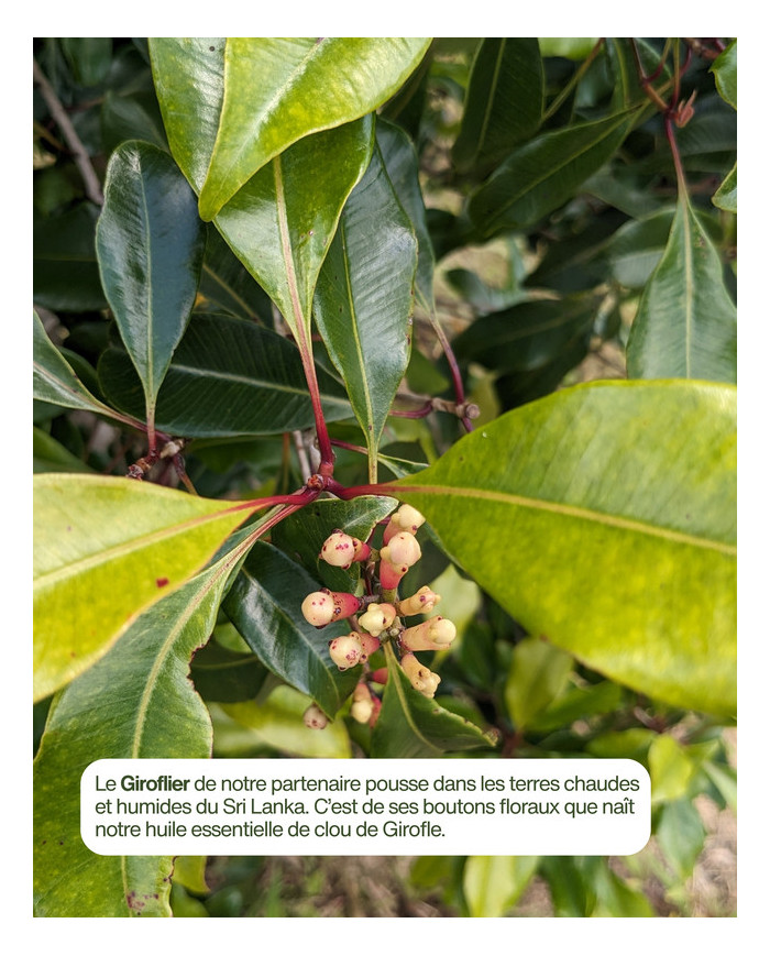 Extrait de plante Bio GIROFLIER