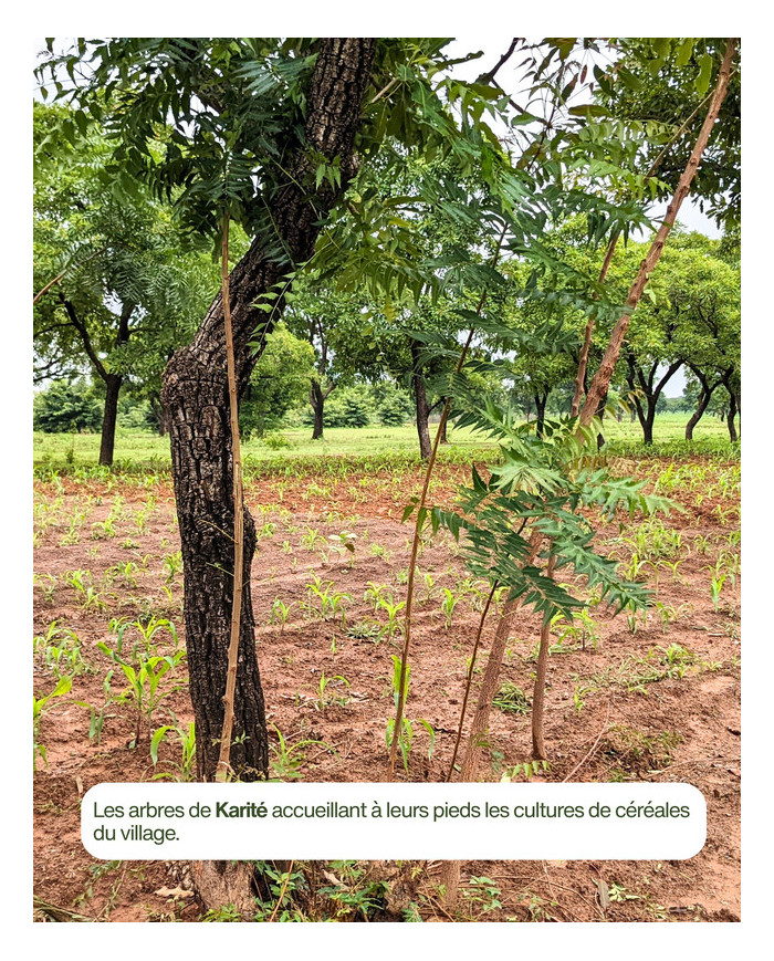 Beurre végétal bio KARITE