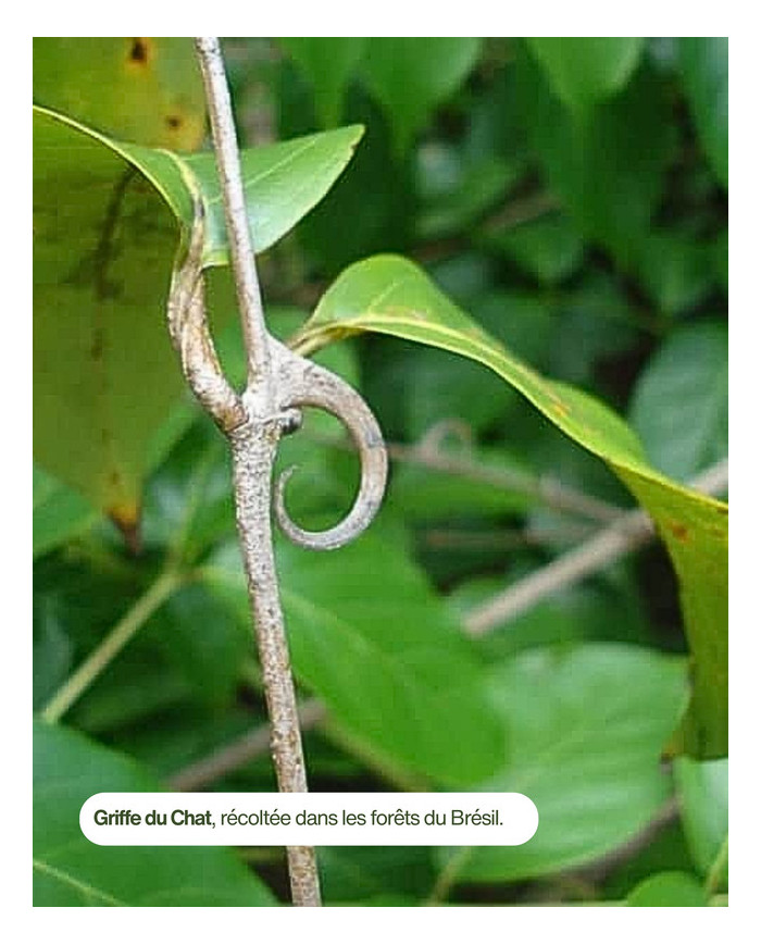 Extrait de Plante Bio GRIFFE DE CHAT