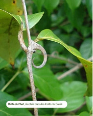 Extrait de Plante Bio GRIFFE DE CHAT