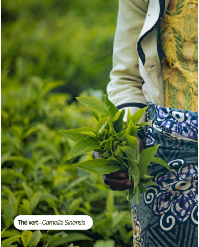 Extrait de plante Bio THE VERT