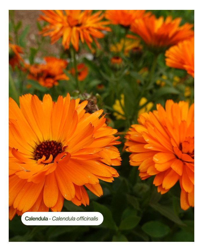 CALENDULA Bio de notre ferme agricole Karandja, Hautes-Alpes (05).