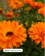 CALENDULA Bio de notre ferme agricole Karandja, Hautes-Alpes (05).