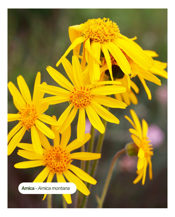 ARNICA français Bio, filière écoresponsable Karandja laboratoire.