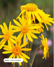 ARNICA français Bio, filière écoresponsable Karandja laboratoire.