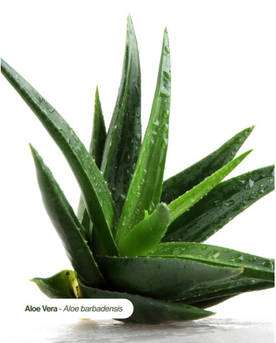 Extrait de Plante Bio ALOE VERA