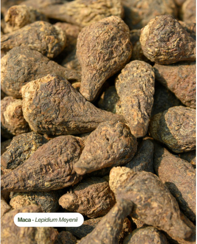 Extrait de plante Bio MACA