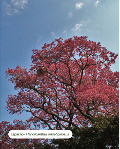 Extrait de plante Bio LAPACHO