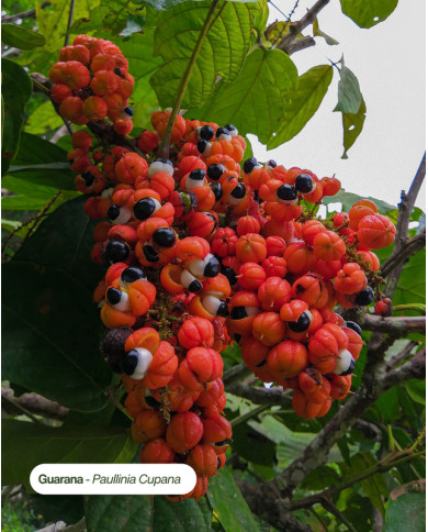 Extrait de Plante Bio GUARANA