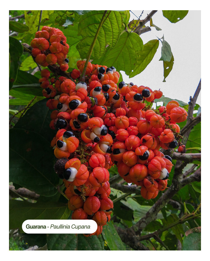 Extrait de Plante Bio GUARANA