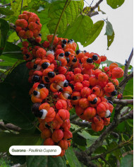 Extrait de Plante Bio GUARANA