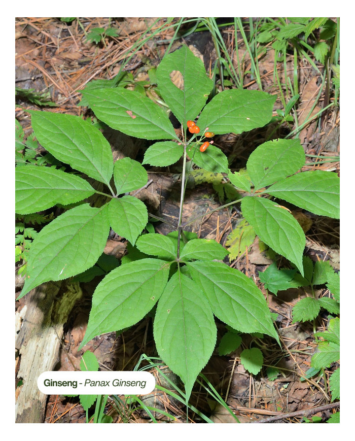 Extrait de Plante Bio GINSENG