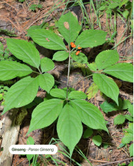 Extrait de Plante Bio GINSENG