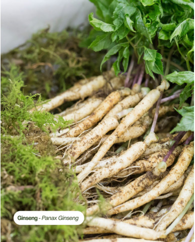 Extrait de Plante Bio GINSENG