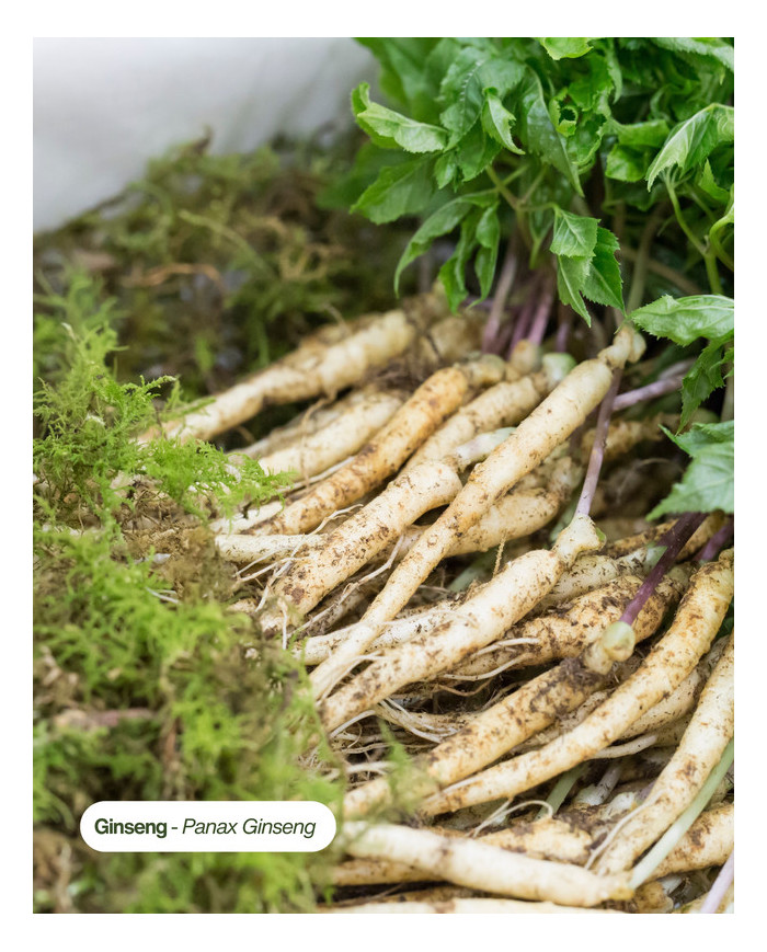 Extrait de Plante Bio GINSENG