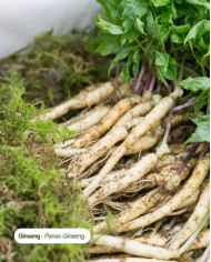 Extrait de Plante Bio GINSENG