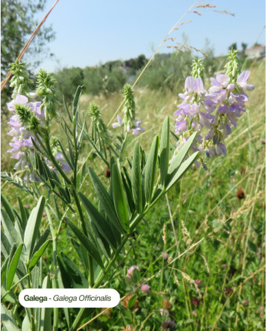 Extrait de plante Bio GALEGA