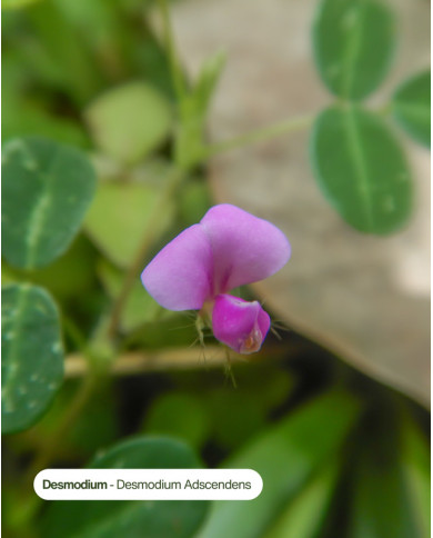 Extrait de Plante Bio DESMODIUM