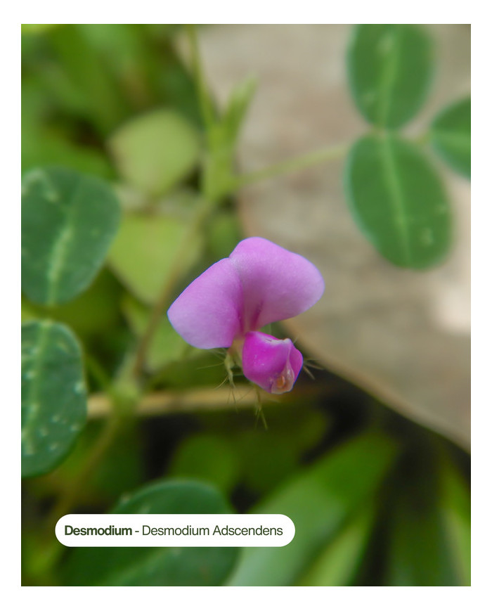 Extrait de Plante Bio DESMODIUM