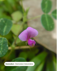 Extrait de Plante Bio DESMODIUM