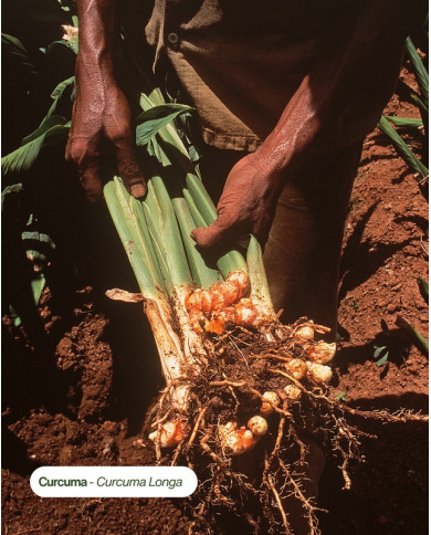 Extrait de Plante Bio CURCUMA
