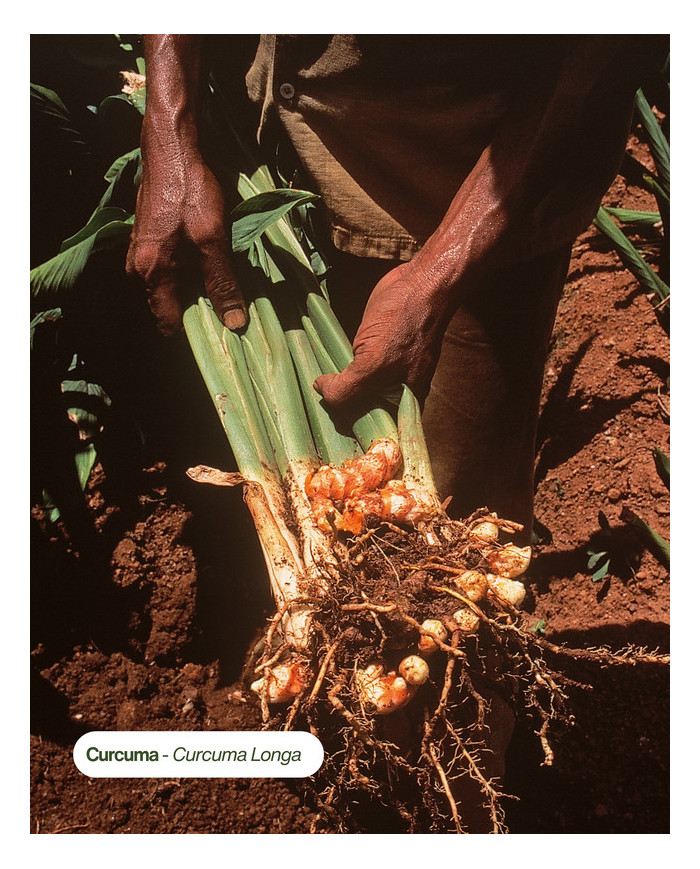 Extrait de Plante Bio CURCUMA