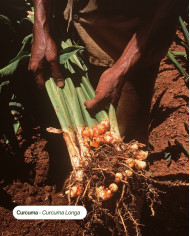 Extrait de Plante Bio CURCUMA