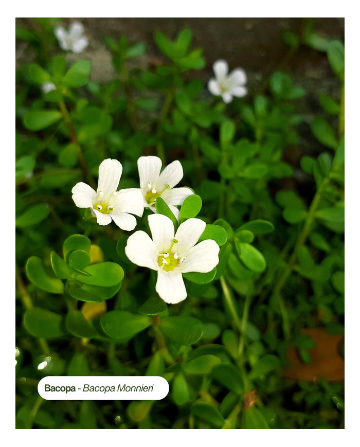 Extrait de Plante Bio BACOPA