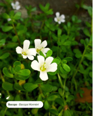 Extrait de Plante Bio BACOPA