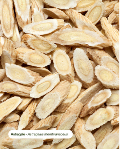 Extrait de plante Bio ASTRAGALE