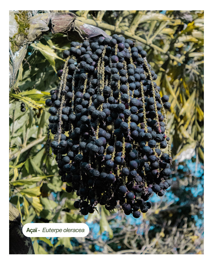 Huile végétale certifiée bio ACAI