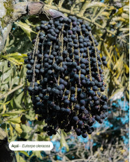 Huile végétale certifiée bio ACAI