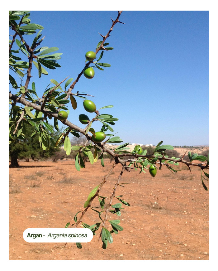 Huile végétale certifiée bio ARGAN
