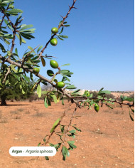 Huile végétale certifiée bio ARGAN