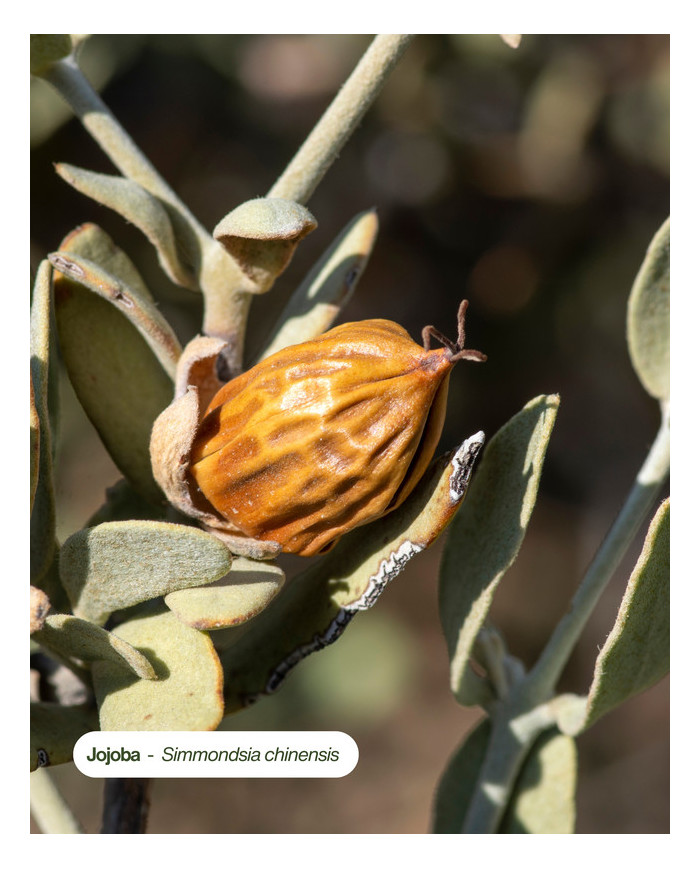 Huile végétale bio JOJOBA