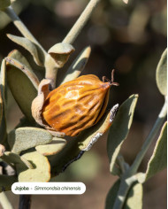 Huile végétale bio JOJOBA