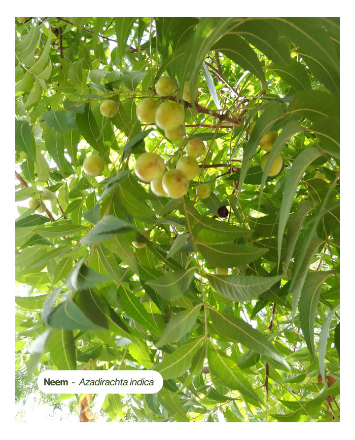 Huile végétale certifiée bio NEEM