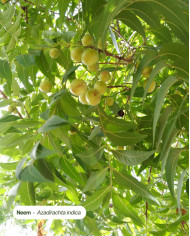 Huile végétale certifiée bio NEEM