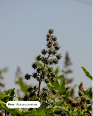 Huile végétale certifiée bio RICIN
