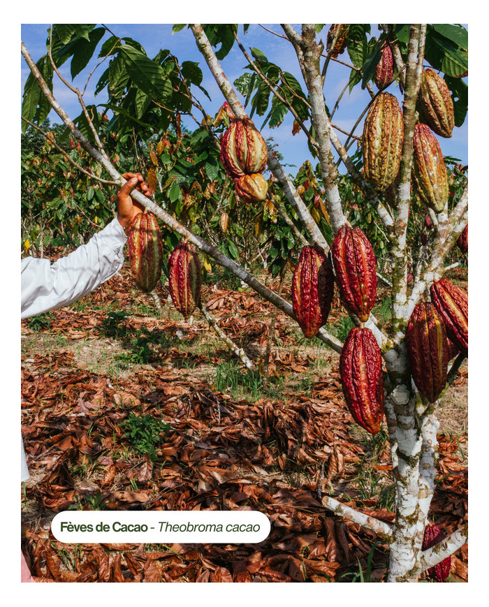 Beurre végétal certifié bio CACAO