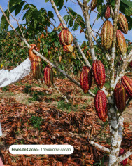 Beurre végétal certifié bio CACAO