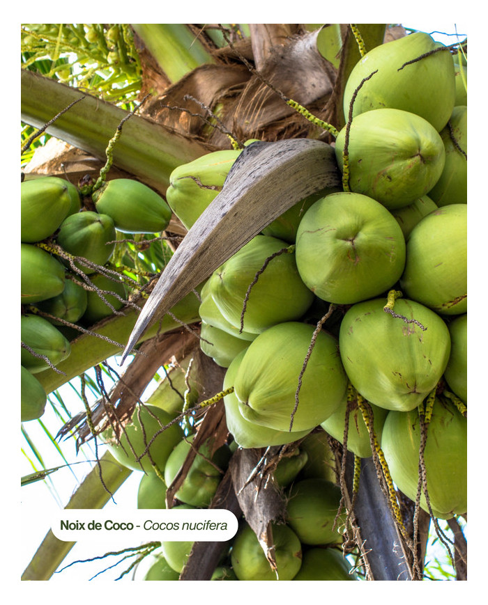 Beurre végétal bio COCO