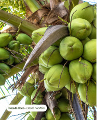 Beurre végétal bio COCO