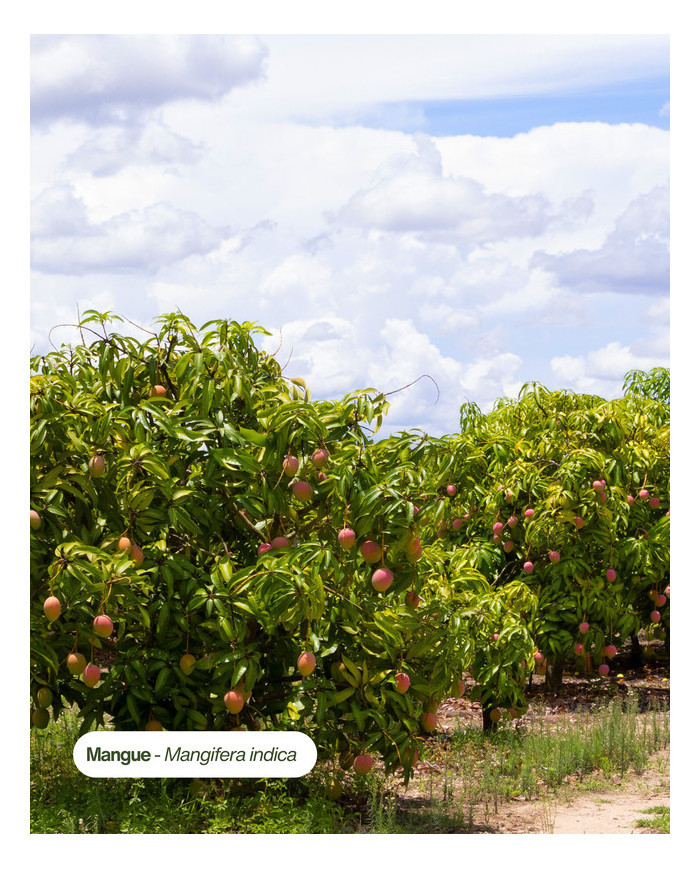 Beurre végétal certifié bio MANGUE