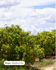 Beurre végétal certifié bio MANGUE