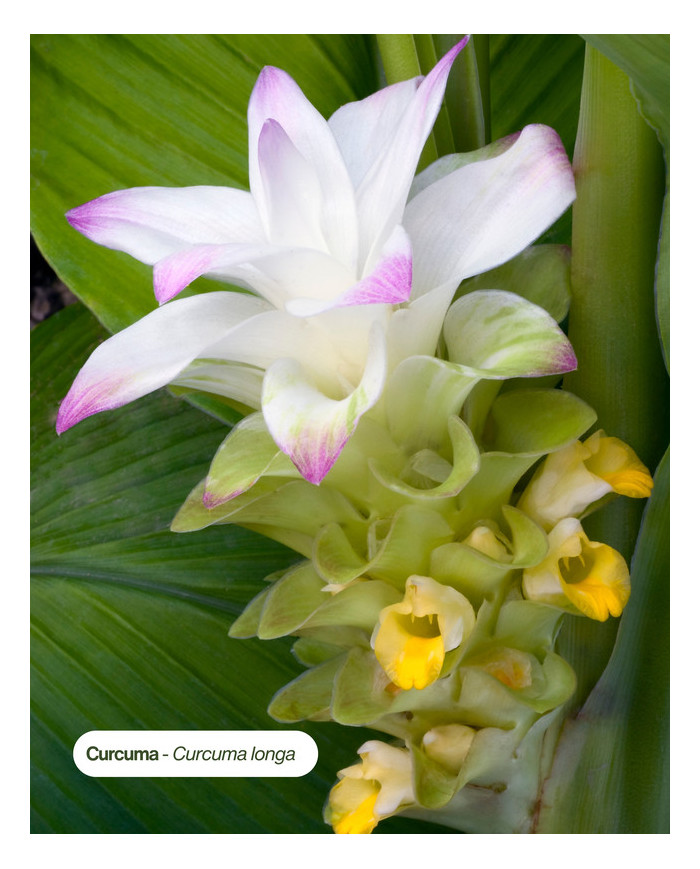 Extrait de Plante Bio CURCUMA