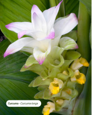 Extrait de Plante Bio CURCUMA