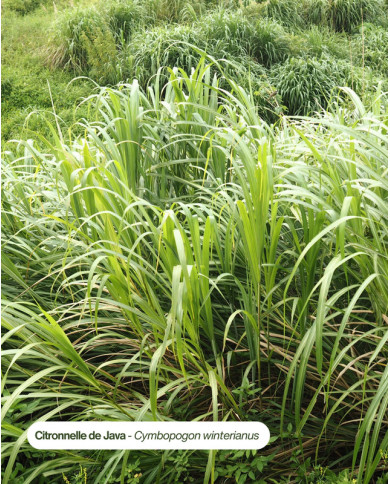 Extrait de plante Bio CITRONNELLE