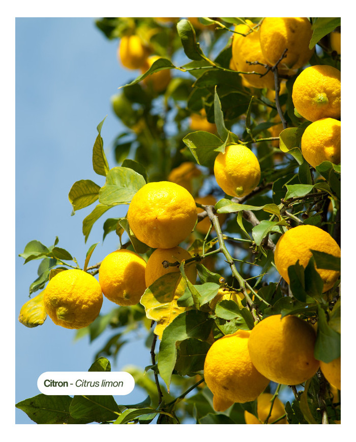 Huile essentielle bio CITRON