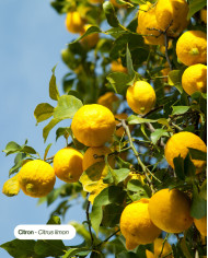 Huile essentielle bio CITRON